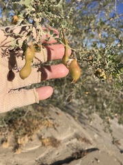 Olneya tesota