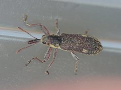 Rhinotia bimaculata