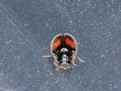 Diomus notescens