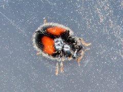 Diomus notescens
