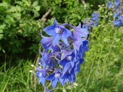 Delphinium cuneatum