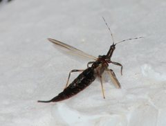 Mecynothrips