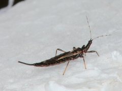 Mecynothrips