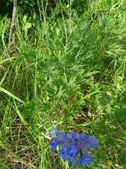 Delphinium cuneatum
