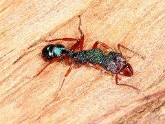 Rhytidoponera aspera