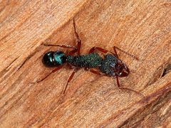 Rhytidoponera aspera