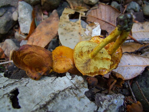 Agaricineae