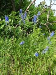 Delphinium cuneatum