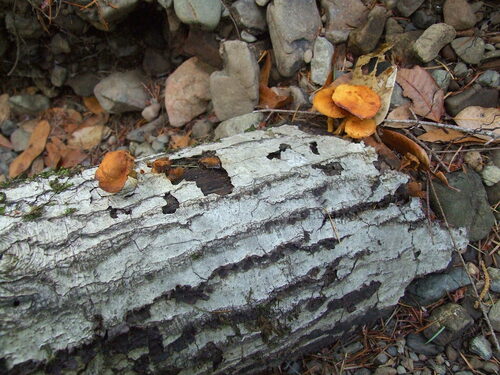 Agaricineae (Photo 2 of 3)