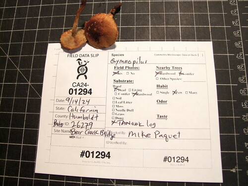 Agaricineae (Photo 3 of 3)