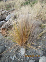 Poa billardierei