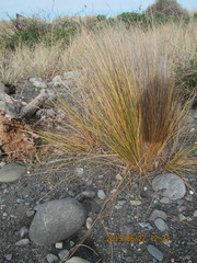 Poa billardierei
