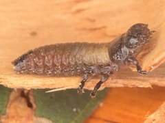 Paropsisterna intacta