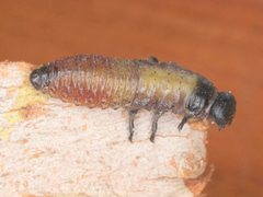 Paropsisterna intacta