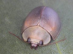 Paropsisterna crocata