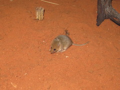 Wongai Ningaui photo 2