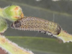 Paropsisterna semifumata