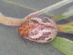 Paropsisterna semifumata