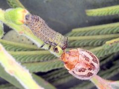 Paropsisterna semifumata