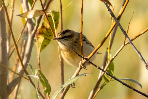 Carricerín común (Acrocephalus schoenobaenus)
