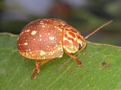 Paropsis geographica