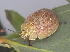 Paropsis aegrota