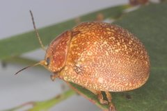 Paropsis variolosa