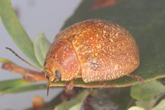 Paropsis variolosa