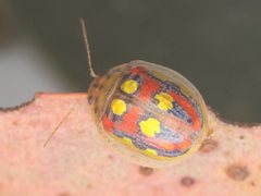 Paropsisterna annularis