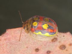 Paropsisterna annularis