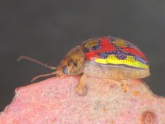 Paropsisterna annularis