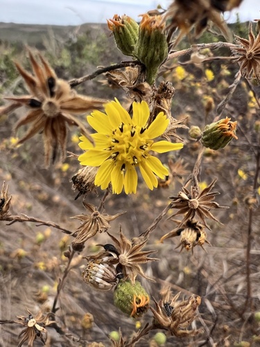 Grassland tarweed (Deinandra increscens)