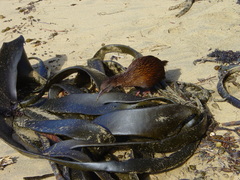 Gallirallus australis scotti
