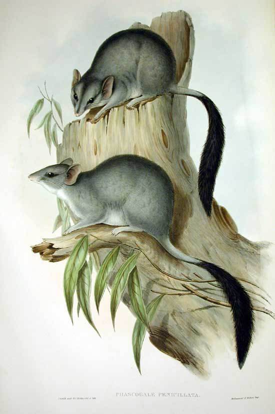 Northern Brush-Tailed Phascogale