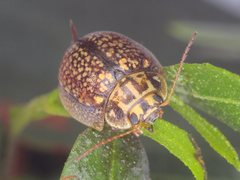 Paropsisterna decolorata