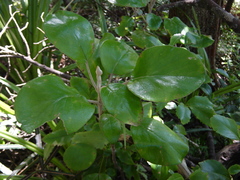 Brachyglottis rotundifolia rotundifolia