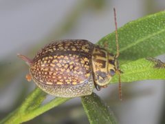 Paropsisterna decolorata