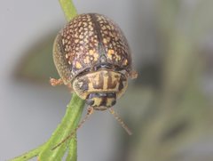 Paropsisterna decolorata