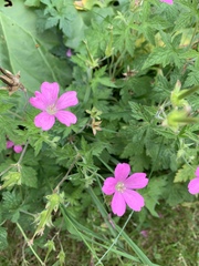 Geranium