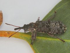 Isacantha dermestiventris