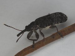 Isacantha dermestiventris