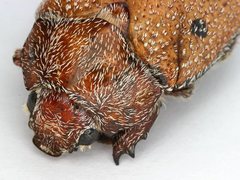 Anoplognathus velutinus