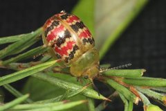 Paropsis minor