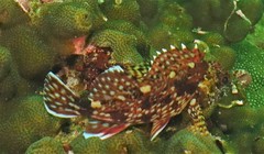 Sebastiscus marmoratus