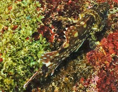 Sebastiscus marmoratus