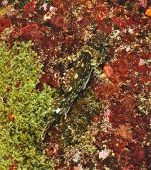 Sebastiscus marmoratus