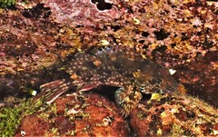 Sebastiscus marmoratus