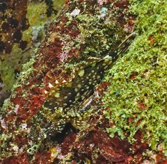 Sebastiscus marmoratus