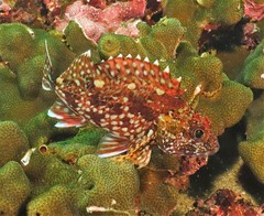 Sebastiscus marmoratus