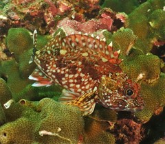 Sebastiscus marmoratus